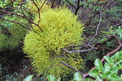 Misodendrum punctulatum