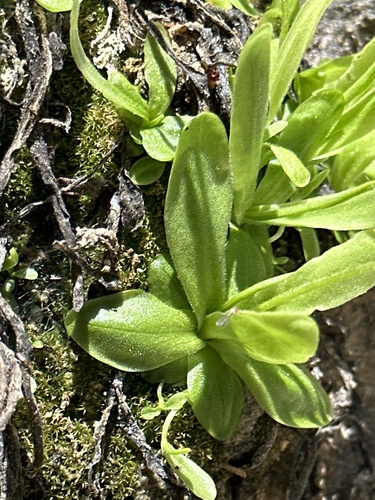 Pinguicula vallisneriifolia