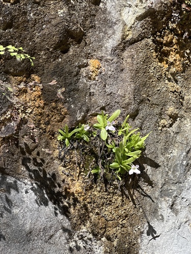 Pinguicula vallisneriifolia