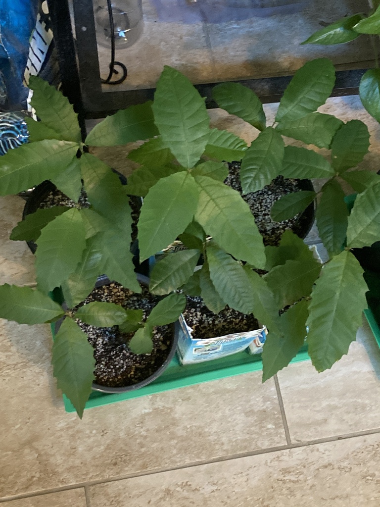 American chestnut from Inverness Shores Dr, Fayetteville, GA, US on May