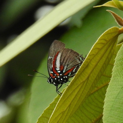 Atlides bacis