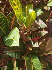 Codiaeum variegatum pictum