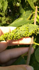 Celticecis spiniformis