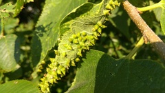 Celticecis spiniformis