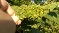 Celticecis spiniformis