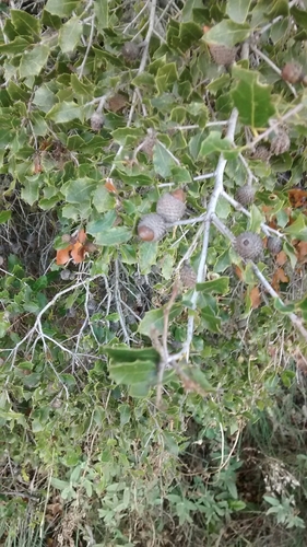 Quercus coccifera: 기원과 용도 — 사진 1