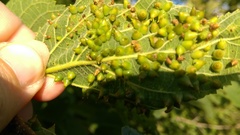 Celticecis spiniformis