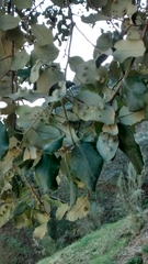 Dryomyia lichtensteinii