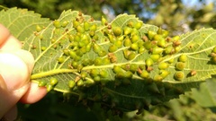 Celticecis spiniformis