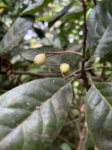 Meliosma obtusifolia