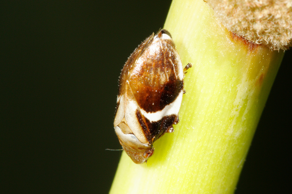 Bathyllus