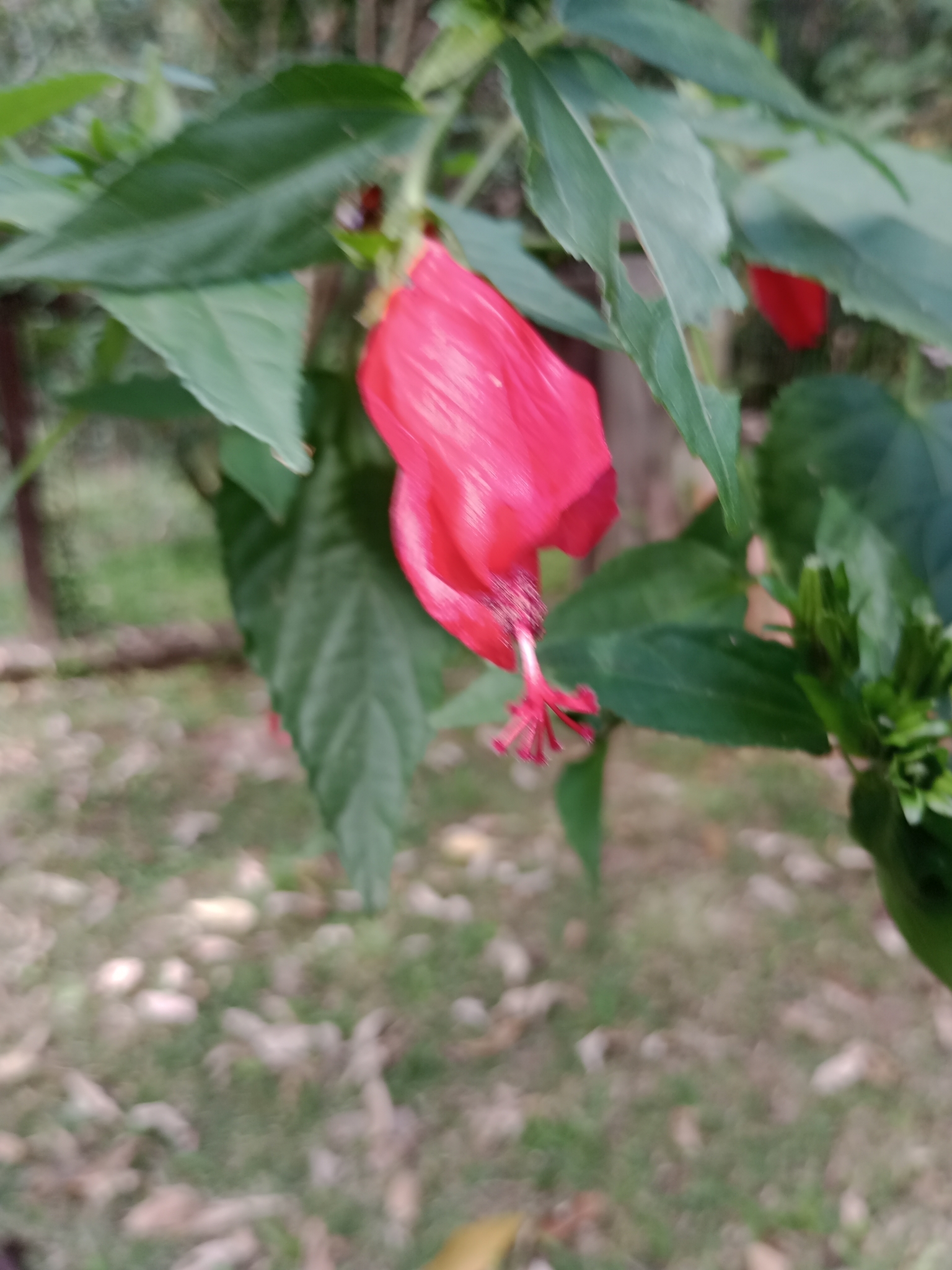 Malvaviscus penduliflorus