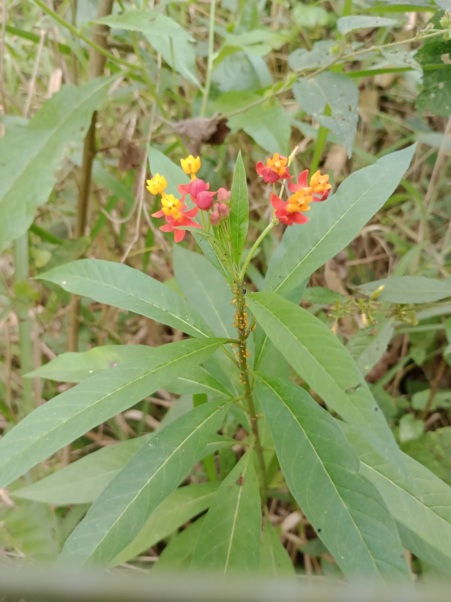 Asclepias curassavica
