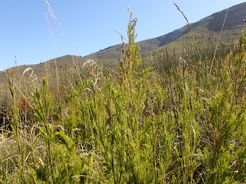 Image of Restio paniculatus by no rights reserved