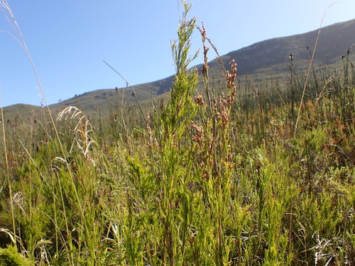 Image of Restio paniculatus by no rights reserved