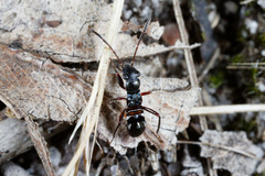 Daerlac cephalotes