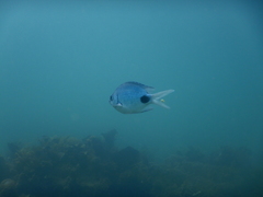 Abudefduf sparoides