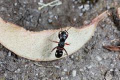Daerlac cephalotes