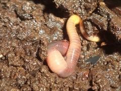 Eisenia fetida