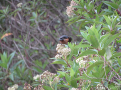 Conirostrum rufum