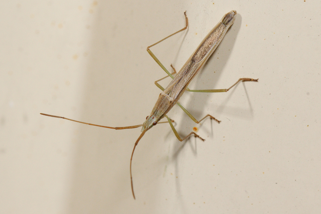 Mutusca