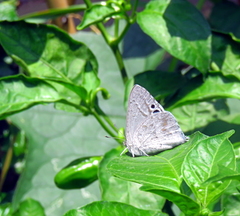 Leptomyrina gorgias sobrina