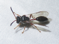 Psen erythropoda