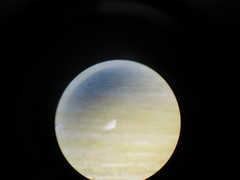 Anarhynchus frontalis