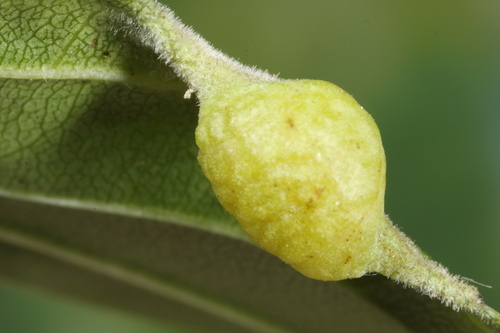 Trichochermes walkeri nuotrauka