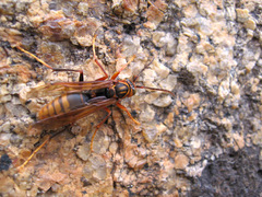 Polistes jokahamae