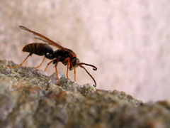Polistes jokahamae