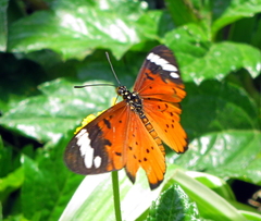 Acraea encedon encedon