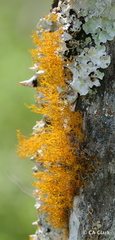 Teloschistes flavicans