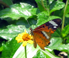 Acraea encedon encedon