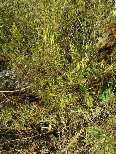 wild marigold