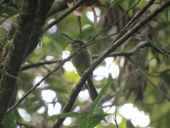 Rhynchocyclus brevirostris