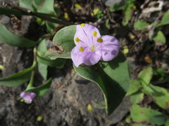 Tradescantia brevifolia