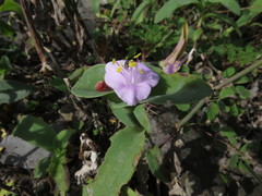 Tradescantia brevifolia
