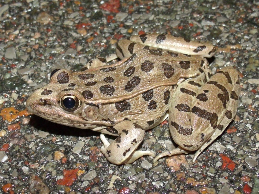 Photo of a Plains Leopard Frog
