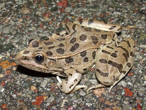 Plains Leopard Frog