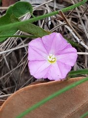 Convolvulus erubescens
