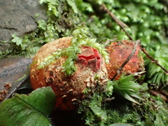 Calostoma japonicum