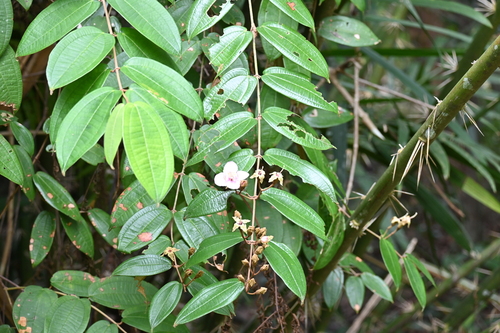 Macrolenes nemorosa observed 2023-05-07