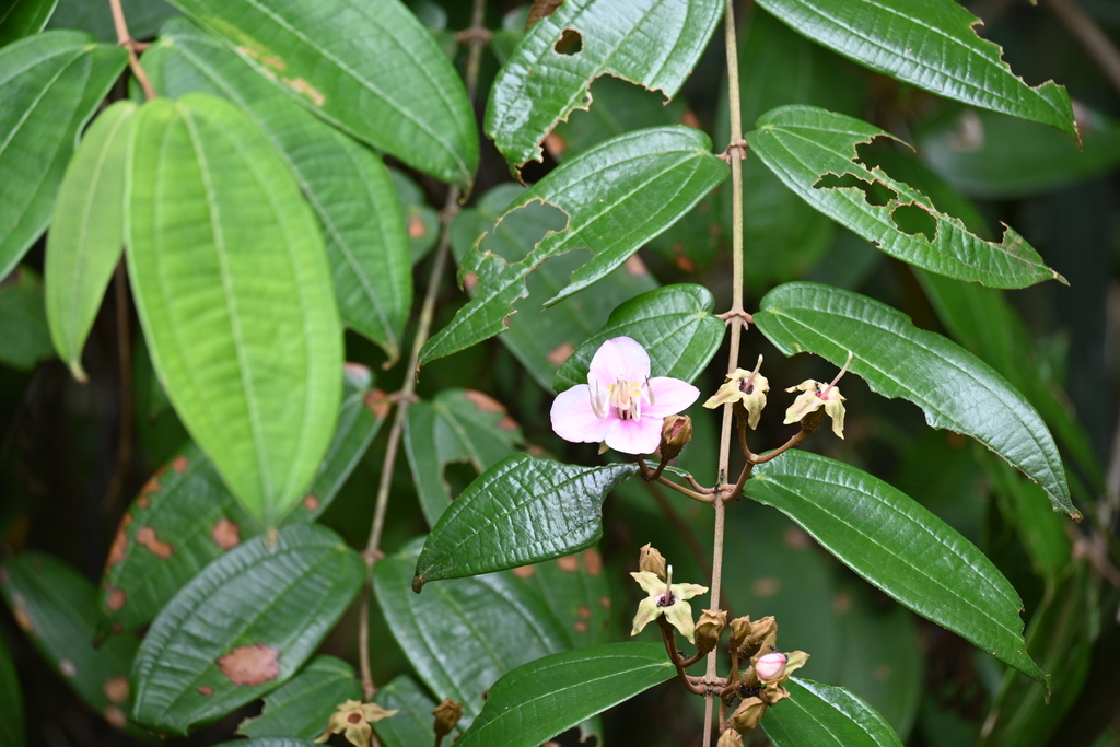 Macrolenes nemorosa