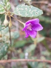 Howittia trilocularis