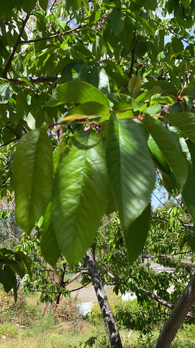 Prunus avium image