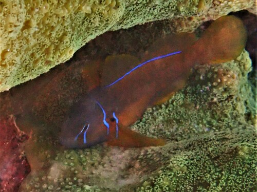 Citron goby (Gobiodon citrinus) — Gobiidae — 4