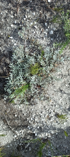 Image of Helichrysum litorale by (c) Adele SL, some rights reserved (CC BY)