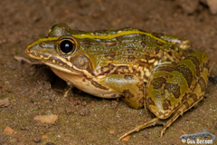Common River Frog photo 3
