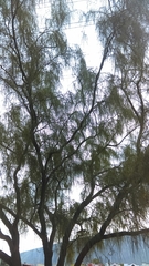 Parkinsonia aculeata